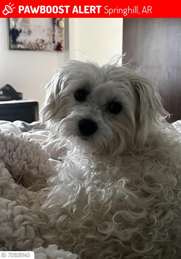Lost Female Dog last seen Springhill dr, Springhill, AR 72058