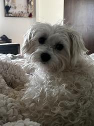 Lost Female Dog last seen Springhill dr, Springhill, AR 72058