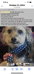 Lost Male Dog last seen Bettis Academy road , Trenton, SC 29847
