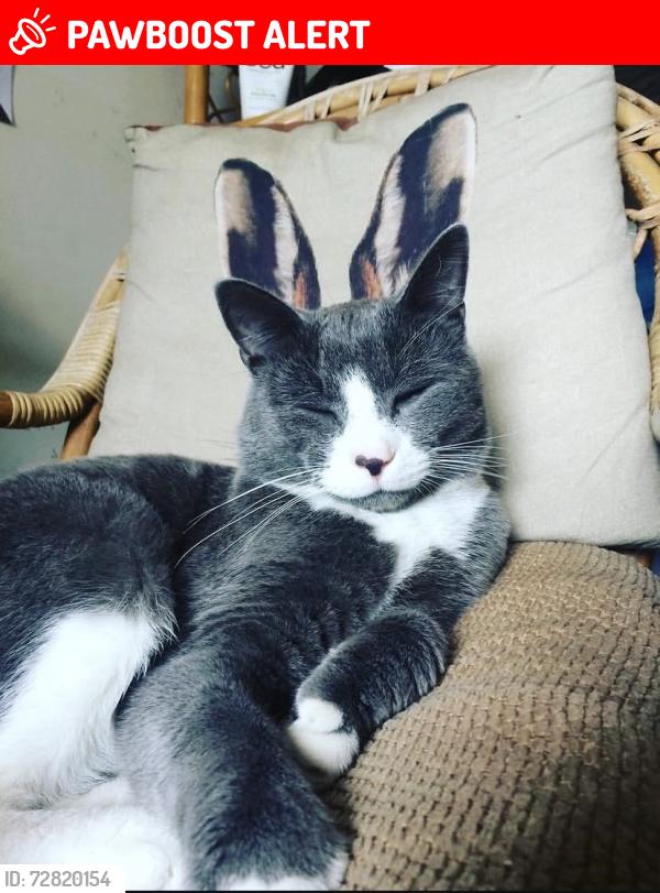 Lost Male Cat last seen Car park area behind hses, Felthorpe, England NR10 4EE