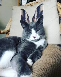 Lost Male Cat last seen Car park area behind hses, Felthorpe, England NR10 4EE