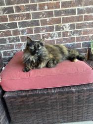 Lost Female Cat last seen Sundale Ln NE/Meadows, Fort Payne, AL 35967
