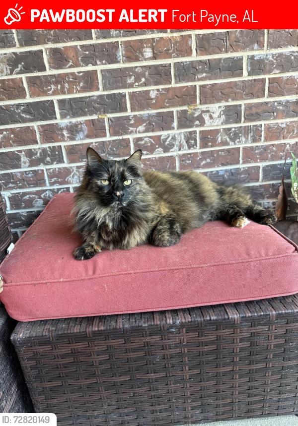 Lost Female Cat last seen Sundale Ln NE/Meadows, Fort Payne, AL 35967