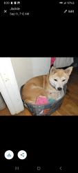 Reunited Female Dog last seen Doctors drive, Asheville, NC 28801