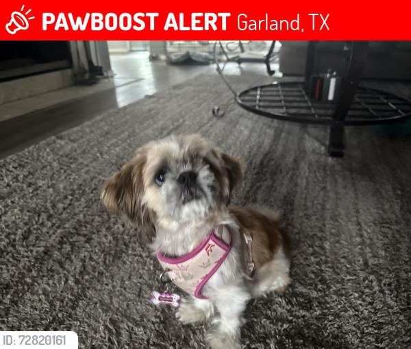 Lost Female Dog last seen Lyons rode 75043, Garland, TX 75043