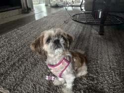 Lost Female Dog last seen Lyons rode 75043, Garland, TX 75043