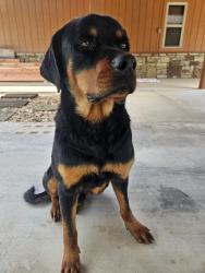 Found/Stray Male Dog last seen Hwy 114 and 4620 rd, Brent, OK 74936