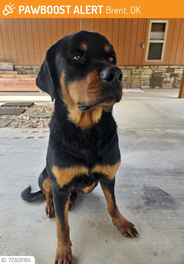 Found/Stray Male Dog last seen Hwy 114 and 4620 rd, Brent, OK 74936