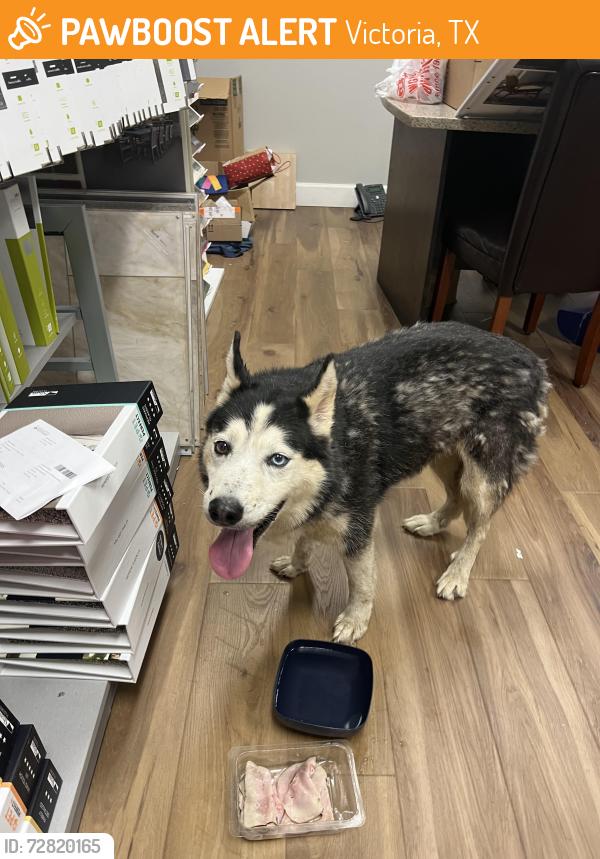 Found/Stray Female Dog last seen At CRT Flooring 101 E mockingbird Ln and Gemini Cl, Victoria, TX 77904