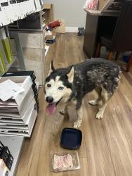 Found/Stray Female Dog last seen At CRT Flooring 101 E mockingbird Ln and Gemini Cl, Victoria, TX 77904