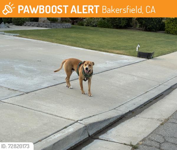 Found/Stray Male Dog last seen Stockdale and Allen , Bakersfield, CA 93314