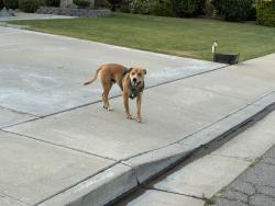 Found/Stray Male Dog last seen Stockdale and Allen , Bakersfield, CA 93314