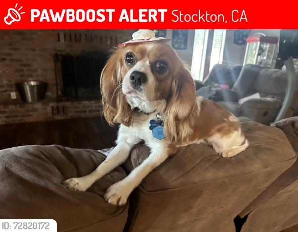 Lost Male Dog last seen Hwy 88 and snyder ln, Stockton, CA 95215