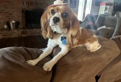 Lost Male Dog last seen Hwy 88 and snyder ln, Stockton, CA 95215