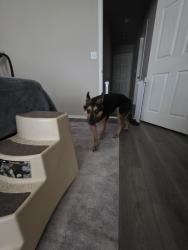Found/Stray Male Dog last seen E 49th zst, Broken Arrow, OK 74014