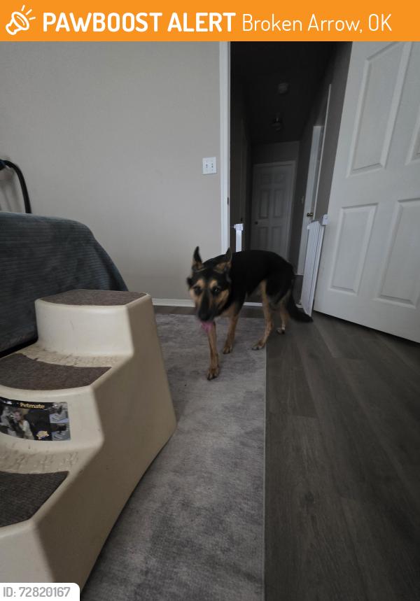 Found/Stray Male Dog last seen E 49th zst, Broken Arrow, OK 74014