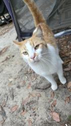 Found/Stray Male Cat last seen Appaloosa , Middleburg, FL 32068