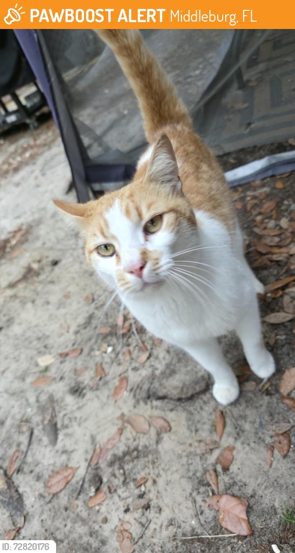 Found/Stray Male Cat last seen Appaloosa , Middleburg, FL 32068