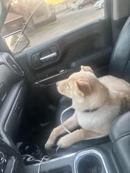 Lost Male Dog last seen Shiloh and walnut, Garland, TX 75042