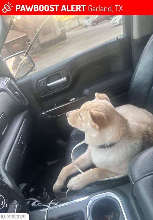 Lost Male Dog last seen Shiloh and walnut, Garland, TX 75042