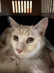 Shelter Stray Female Cat last seen , San Pedro, CA 90731
