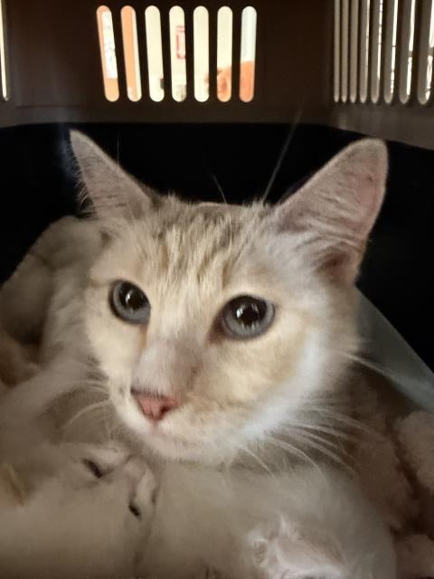 Shelter Stray Female Cat last seen , San Pedro, CA 90731