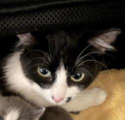 Shelter Stray Female Cat last seen , San Pedro, CA 90731