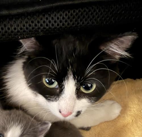 Shelter Stray Female Cat last seen , San Pedro, CA 90731