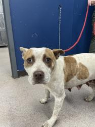 Shelter Stray Female Dog last seen CHINA AVE, Shelby, NC 28150