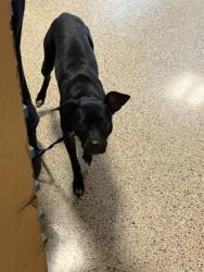 Shelter Stray Female Dog last seen Near BLOCK FILMORE ST, Doral, FL 33122