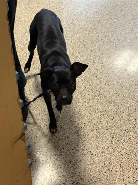 Shelter Stray Female Dog last seen Near BLOCK FILMORE ST, Doral, FL 33122