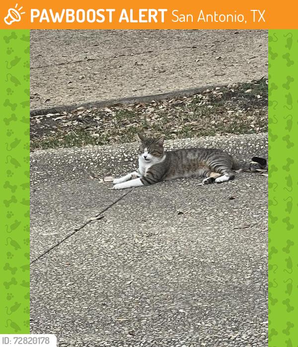 Found/Stray Male Cat last seen Scenic Circle & Del Mar Trail, San Antonio, TX 78251