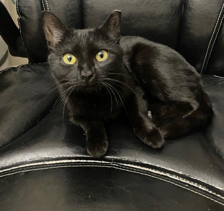 Shelter Stray Female Cat last seen CHARLOTTE, Charlotte, NC 28217