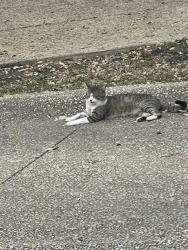 Found/Stray Male Cat last seen Scenic Circle & Del Mar Trail, San Antonio, TX 78251