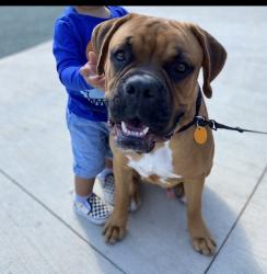 Lost Male Dog last seen Shiloh & walnut, Garland, TX 75042