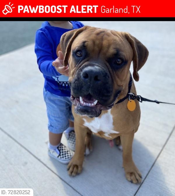 Lost Male Dog last seen Shiloh & walnut, Garland, TX 75042