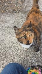 Found/Stray Unknown Cat last seen Brook hollow apmt complex , Salem, OR 97305