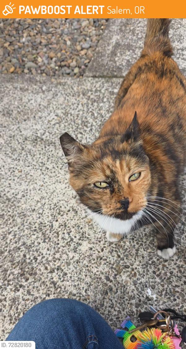 Found/Stray Unknown Cat last seen Brook hollow apmt complex , Salem, OR 97305