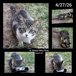 Found/Stray Unknown Cat last seen Acorn ct/Meridian, Spring Valley, NV 89147