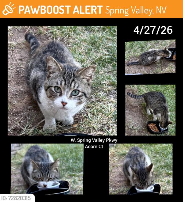 Found/Stray Unknown Cat last seen Acorn ct/Meridian, Spring Valley, NV 89147