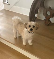Lost Male Dog last seen Near Stonebrook Farms Dr Alpharetta, Ga 30004, Alpharetta, GA 30004