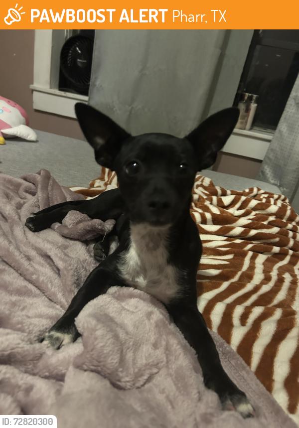 Found/Stray Female Dog last seen Vegas motors used car dealer, Pharr, TX 78577