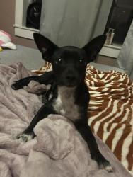 Found/Stray Female Dog last seen Vegas motors used car dealer, Pharr, TX 78577
