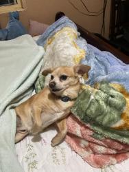 Lost Male Dog last seen Vermont and W. 66th st. , Los Angeles, CA 90044