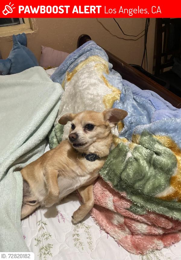 Lost Male Dog last seen Vermont and W. 66th st. , Los Angeles, CA 90044
