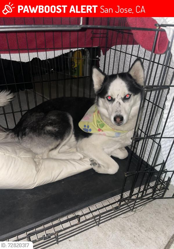 Lost Female Dog last seen Gish and keoncrest ave, San Jose, CA 95110