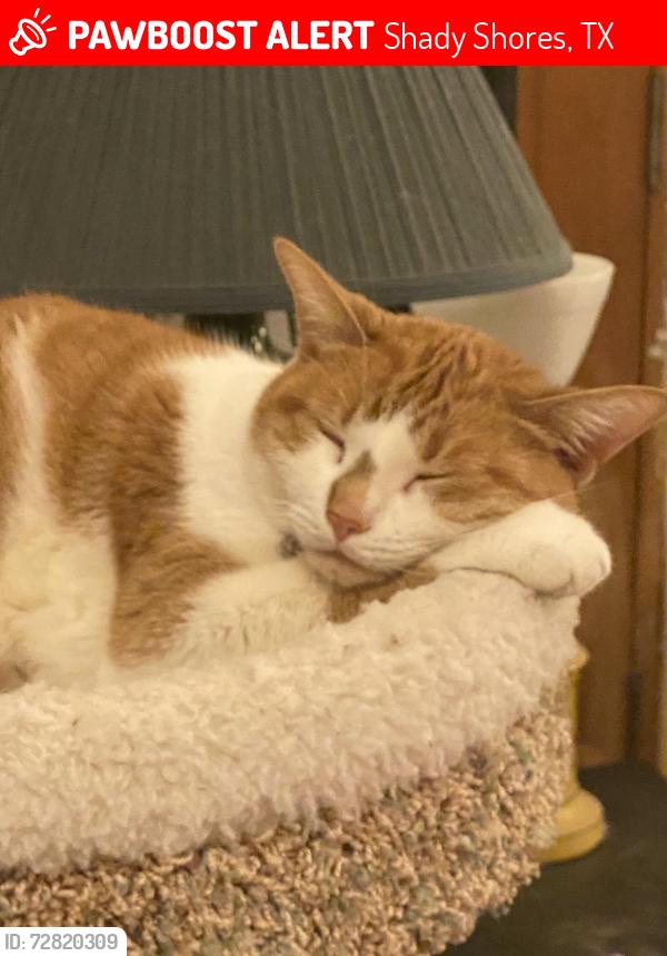 Lost Female Cat last seen Lakeshore Dr, Shady Shores, TX 76208