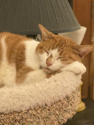 Lost Female Cat last seen Lakeshore Dr, Shady Shores, TX 76208