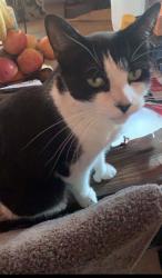Lost Female Cat last seen Sylvan st and saloma ave close to sylvan park elementary, Los Angeles, CA 91411