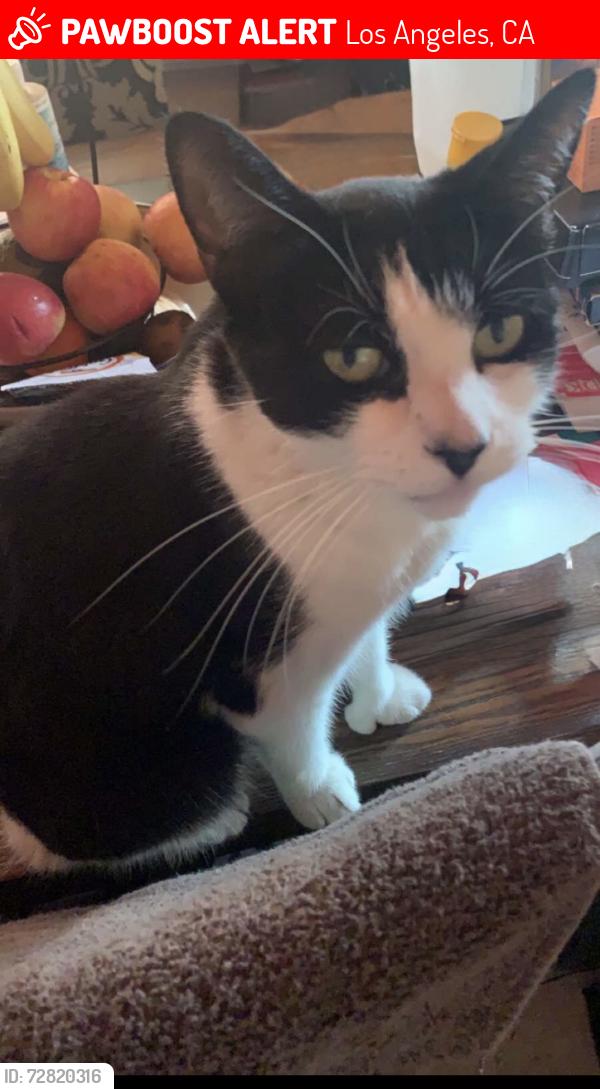 Lost Female Cat last seen Sylvan st and saloma ave close to sylvan park elementary, Los Angeles, CA 91411